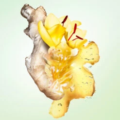 Prada Infusion De Gingembre Eau De Parfum -Kapao Boutique inf gingembre edp 3