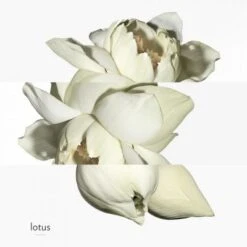 Hermès Un Jardin Sur Le Nil Eau De Toilette -Kapao Boutique jardin s nil edt 4