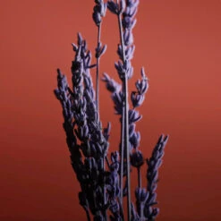 Pour Un Homme De CARON Le Soir Gel Douche 7 Pour Un Homme De CARON Le Soir Gel Douche -Kapao Boutique pour un homme de caron le soir gel douche corps cheveux 2